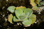 Water lettuce